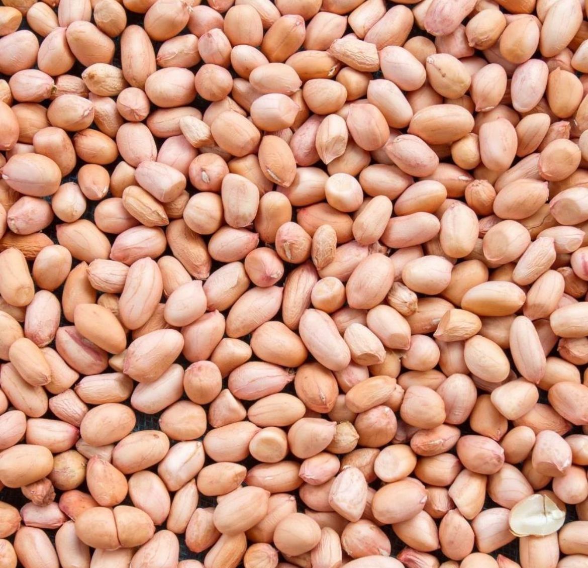 Indian Groundnuts / Peanuts